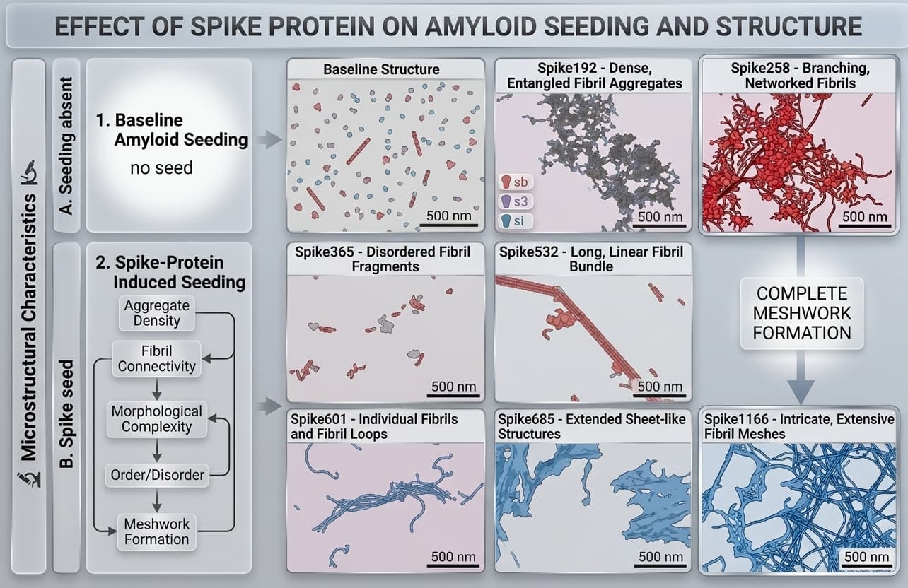 Illustration of spike protein fragments stacking into beta-sheet amyloid fibrils